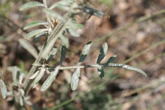 Centaurea carduiformis