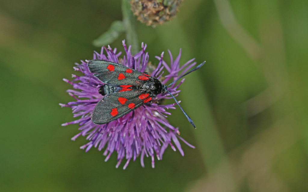 Zygaena angelicae