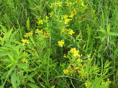 Hypericum kalmianum