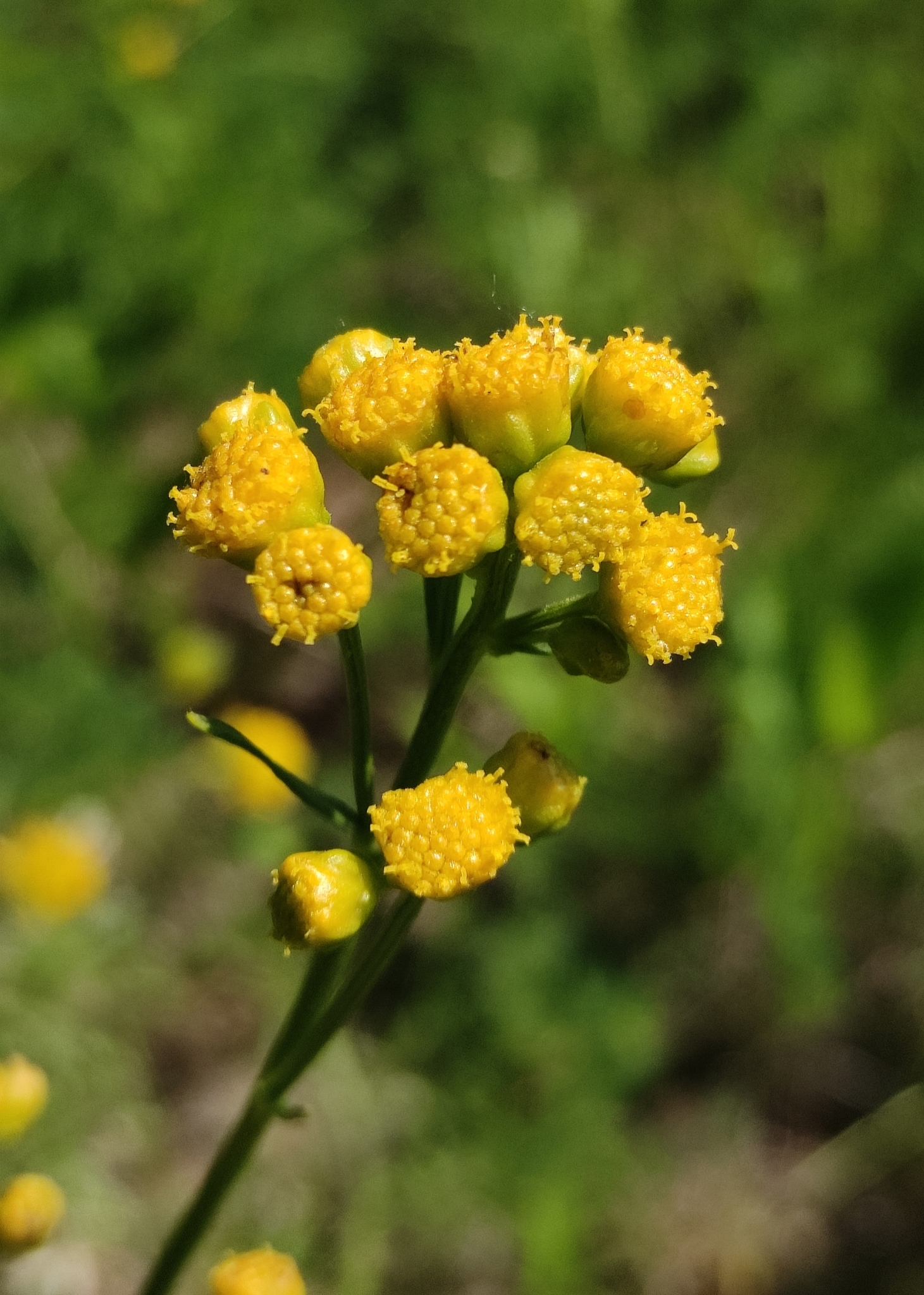 Filifolium sibiricum