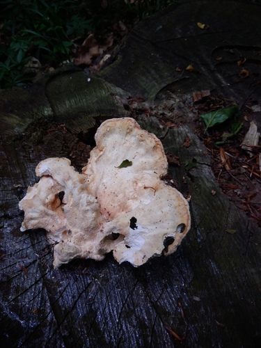 Sírovec obyčajný (Laetiporus sulphureus)