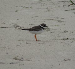 Charadrius hiaticula