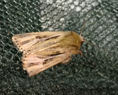 Mythimna anderreggii