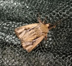 Mythimna anderreggii