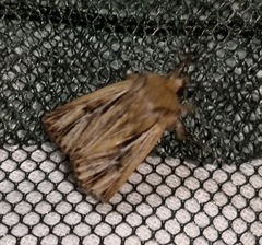 Mythimna anderreggii