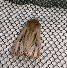 Mythimna anderreggii