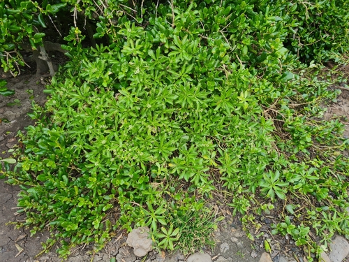 Image of Cook's Scurvy Grass (Lepidium oleraceum) by no rights reserved