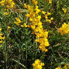 Genista micrantha
