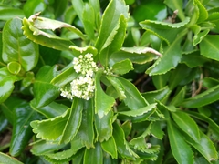 Lepidium oleraceum