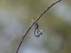 Zygonoides fuelleborni