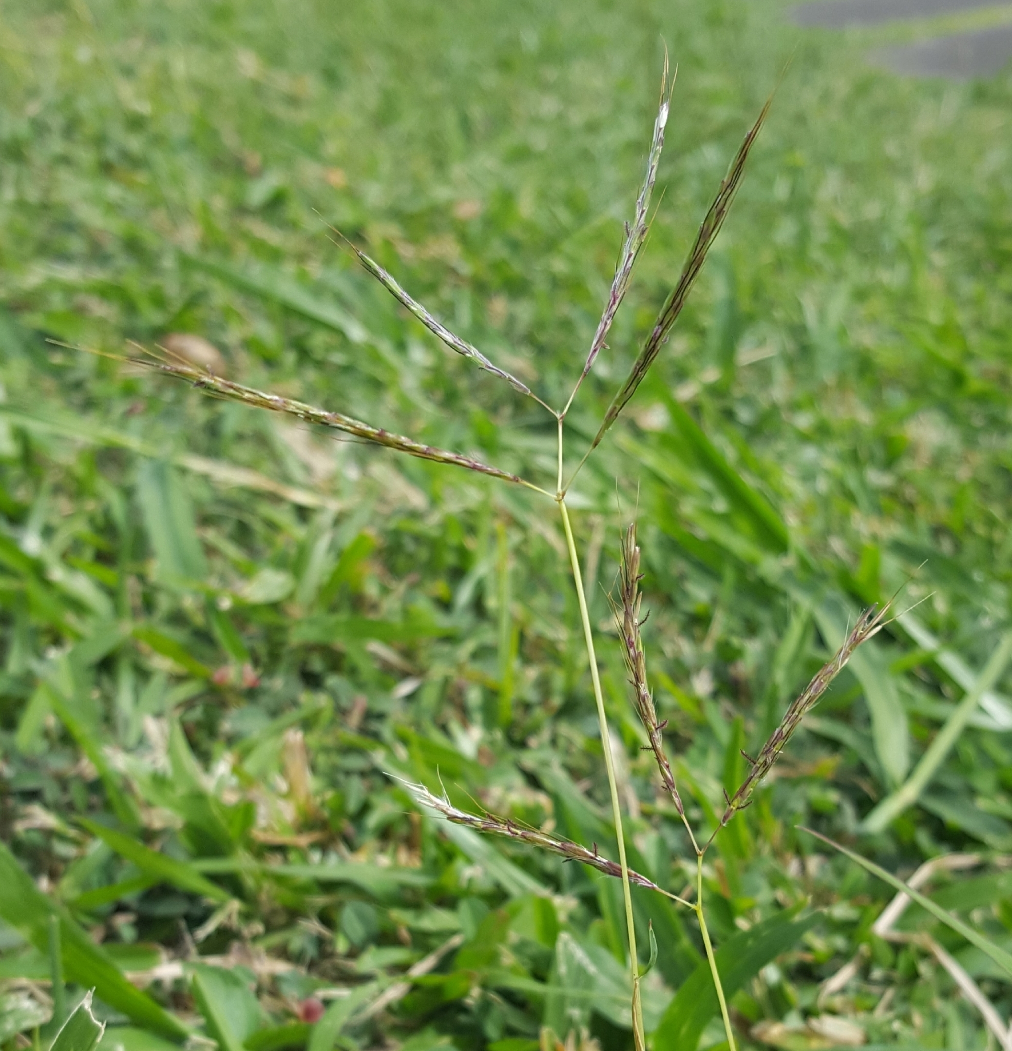 (c) François Rousseu, certains droits réservés (CC BY-NC) https://www.inaturalist.org/observations/85742518