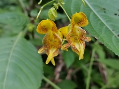 Impatiens edgeworthii