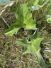 Petasites spurius
