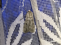 Dichagyris candelisequa