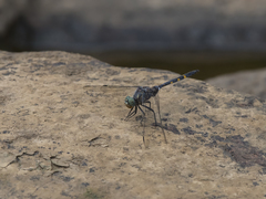 Zygonoides fuelleborni