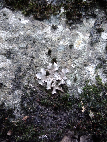 kožnatka pupkovitá (Dermatocarpon miniatum)
