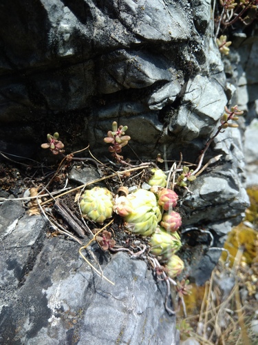 skalničník guľkovitý srstnatý (Sempervivum globiferum hirtum)