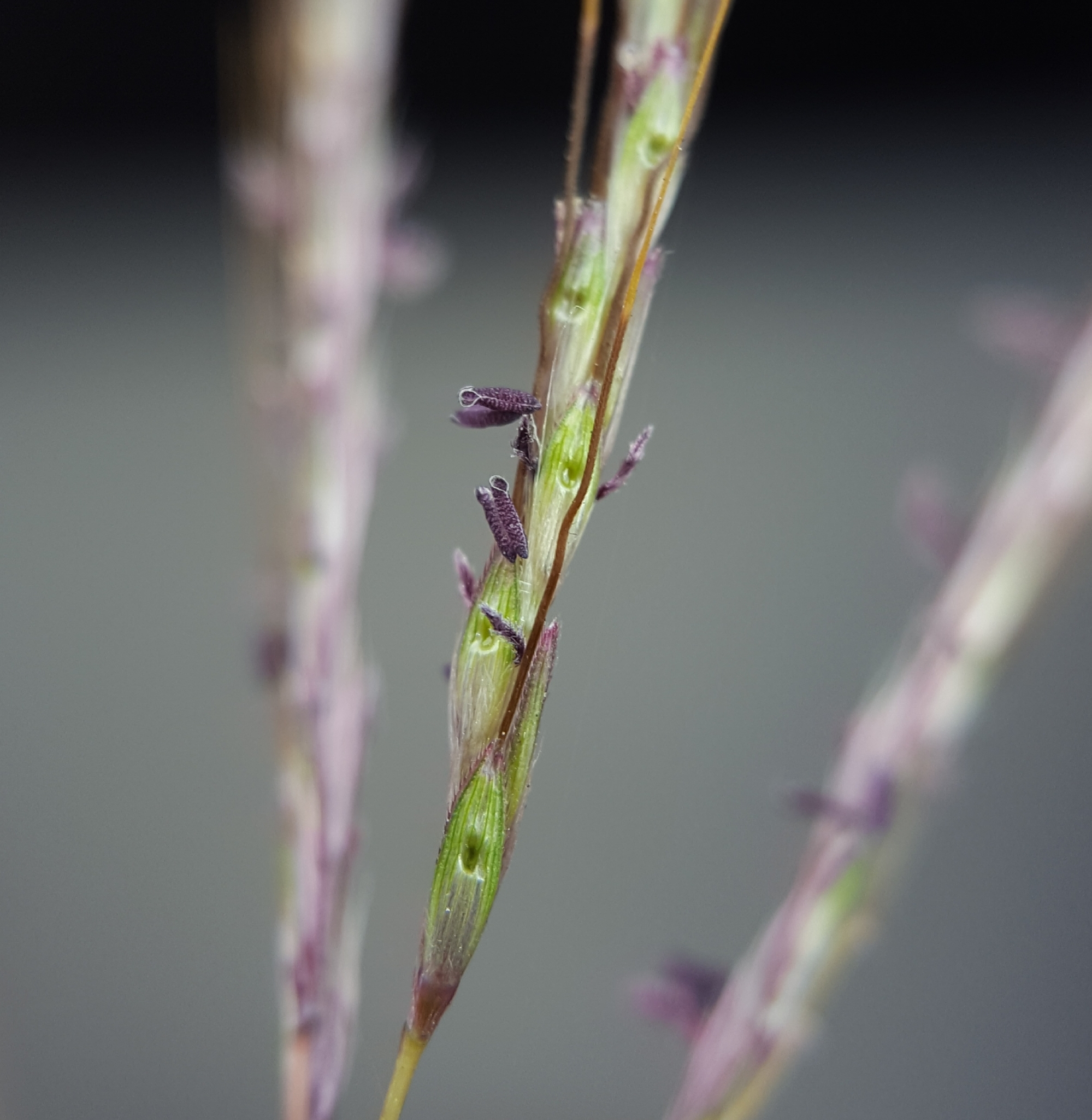 (c) François Rousseu, certains droits réservés (CC BY-NC) https://www.inaturalist.org/observations/85742518