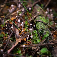 Mycena stevensoniae