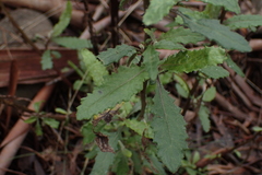 Senecio glomeratus glomeratus