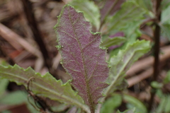 Senecio glomeratus glomeratus