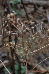 Senecio glomeratus glomeratus
