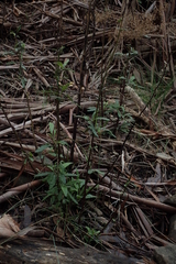 Senecio glomeratus glomeratus