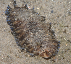 Soleichthys microcephalus