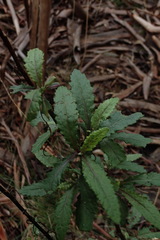 Senecio glomeratus glomeratus