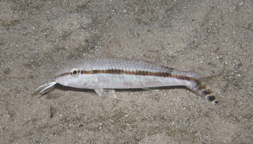 Australian goatfish (Upeneus australiae) — Mullidae — 5