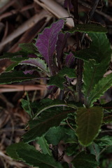 Senecio glomeratus glomeratus