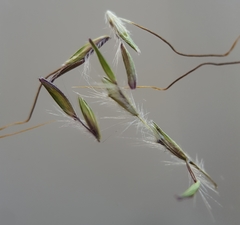 Bothriochloa pertusa