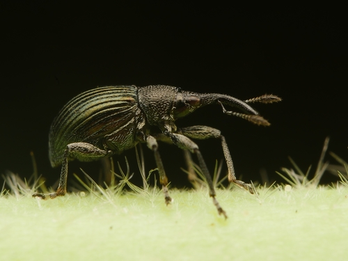 Representative image of Aspidapion radiolus