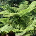 Cyathea - Photo (c) Jardin Boricua,  זכויות יוצרים חלקיות (CC BY-NC)