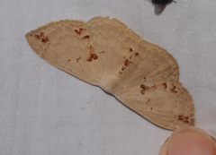 Somatina rufifascia