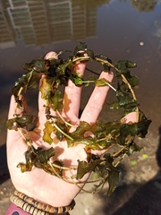 Potamogeton perfoliatus