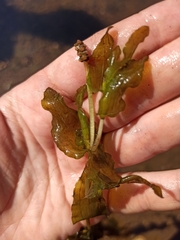 Potamogeton perfoliatus
