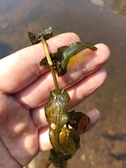 Potamogeton perfoliatus