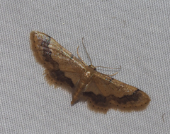 Idaea trypheropa