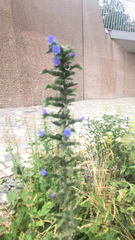 Echium vulgare