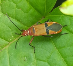 Dysdercus fasciatus