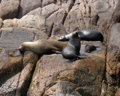 Arctocephalus forsteri