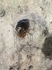 Loxosceles yucatana