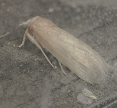 Phragmataecia castaneae