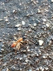 Camponotus nigriceps