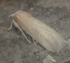 Phragmataecia castaneae