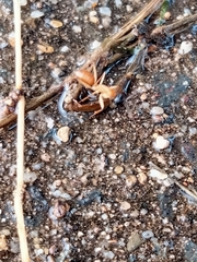 Camponotus nigriceps