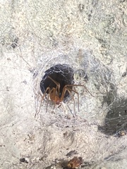 Loxosceles yucatana