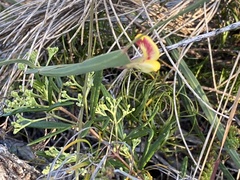 Bossiaea ensata