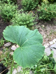 Petasites spurius
